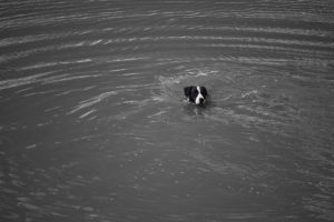 Algunas personas y mascotas disfrutan el río de tal manera que se sumergen en el.